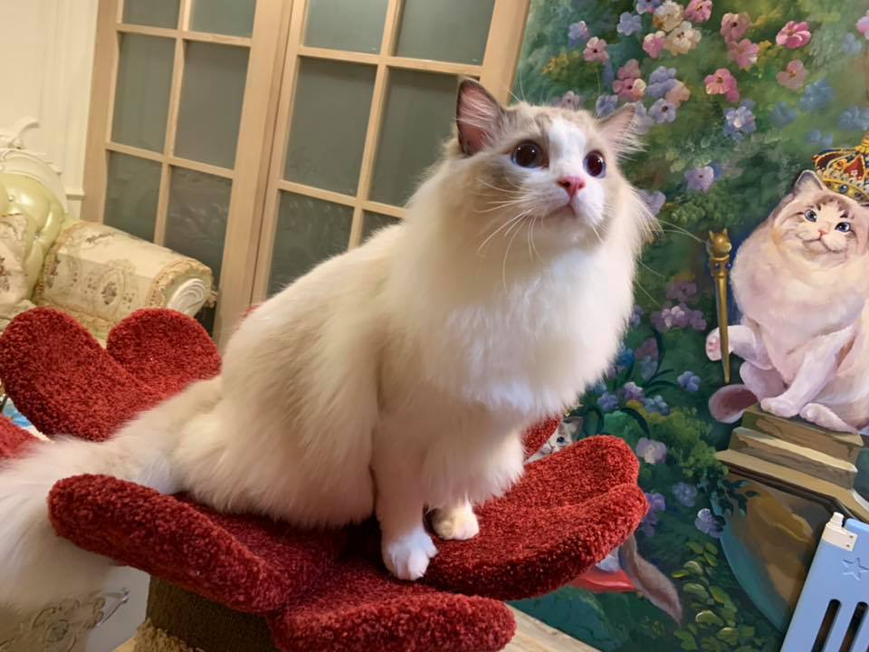 ROYALBABY TOBY ️... - 皇家寶貝布偶貓舍-Royalbaby Ragdoll Cattery