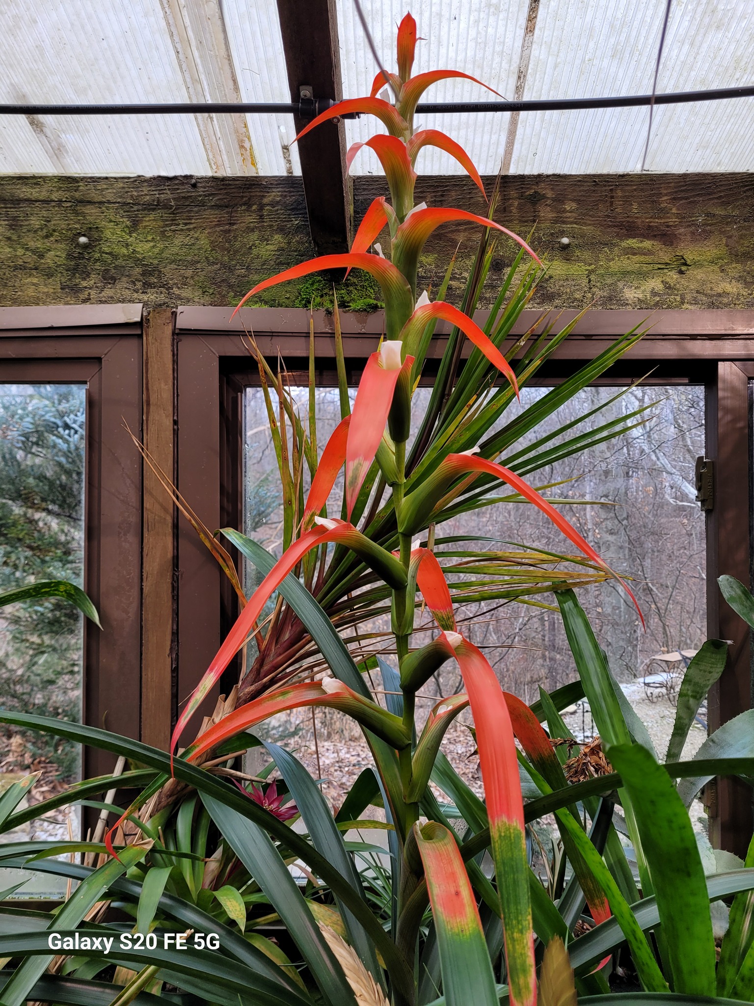 Wittmackia distans (jamaica)ウィットマキア Six Jamaican Diverse
