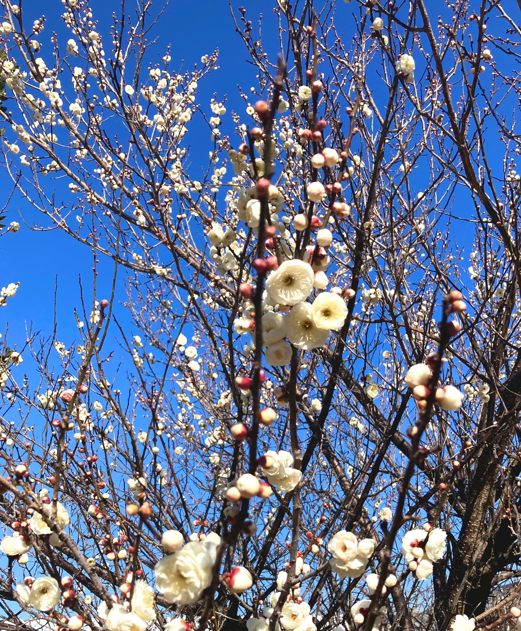 東風吹かば、匂い起こせよ梅の花 主なしとて、春を忘るな... - Noriaki Kobayashi | Facebook
