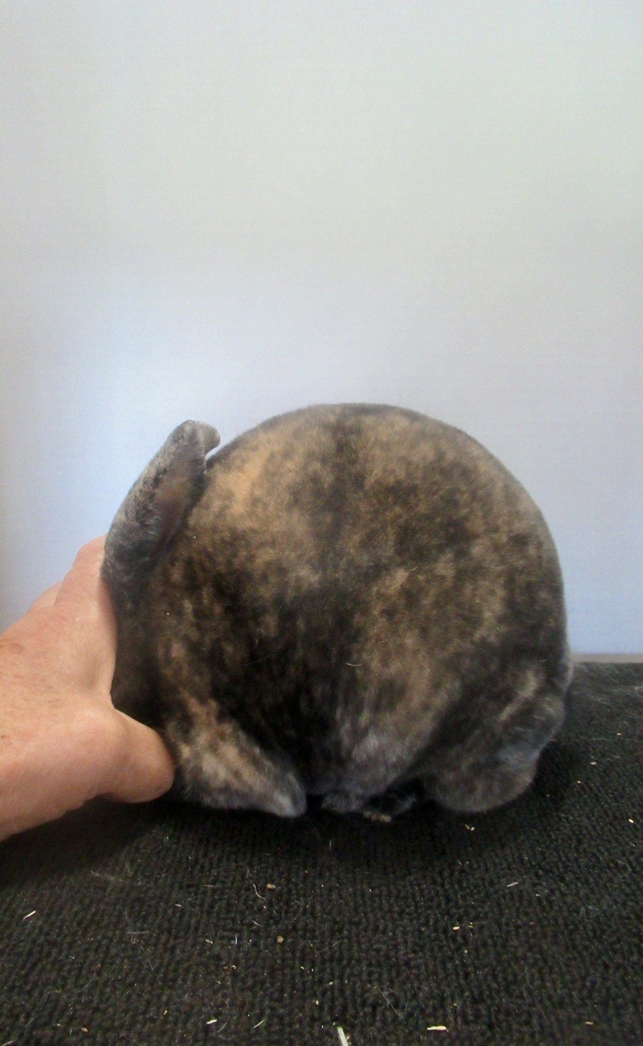 Tri & Brindle Rex Rabbit Breeders | Facebook