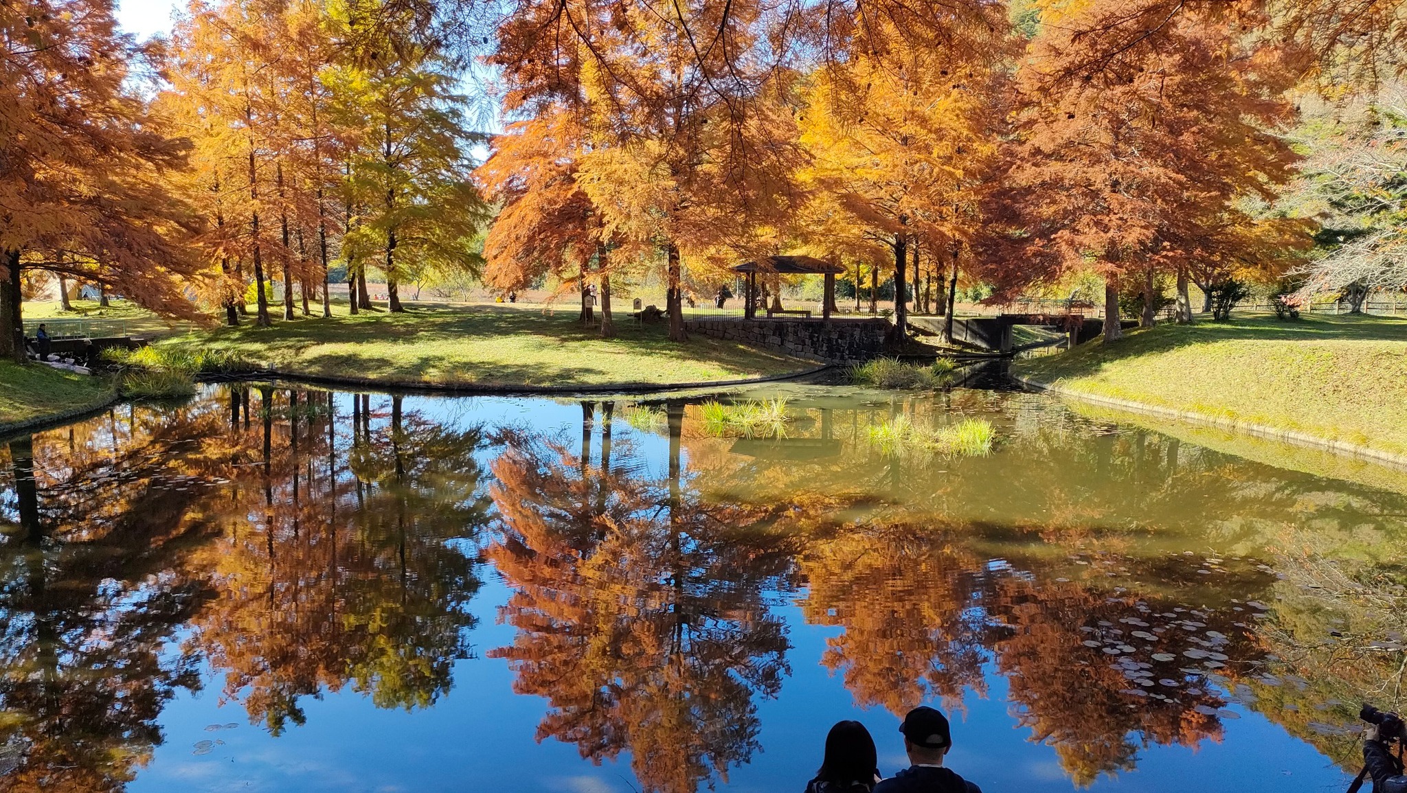 11/16三田の小野公園に行ってきました。水面に映るメタセコイヤの紅葉は美しかったです。11時前には駐車場いっぱいでした。 | Facebook