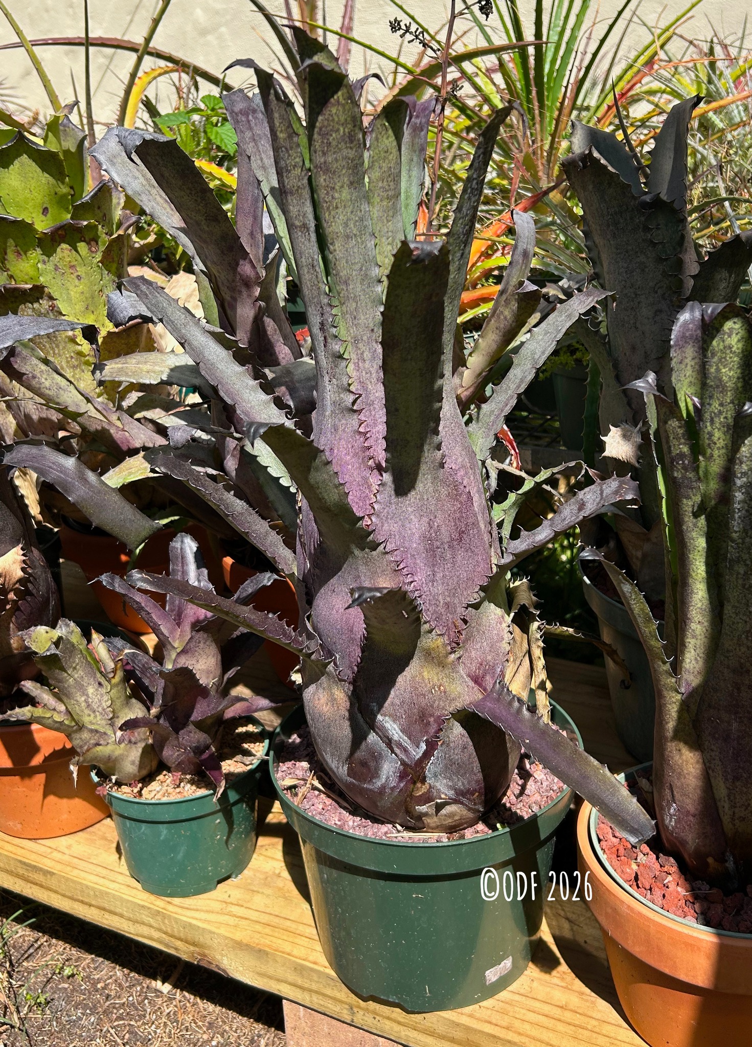 Neoregelia SNAKE CHARMER