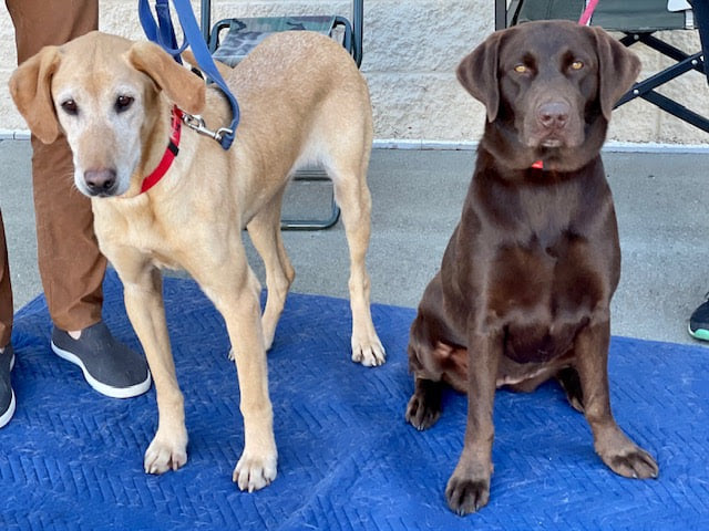 Our gorgeous girls, Genna and Georgia... - Atlanta Lab Rescue