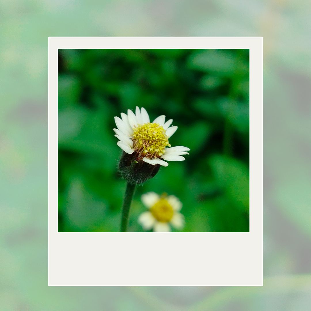 Tridax daisy close-up