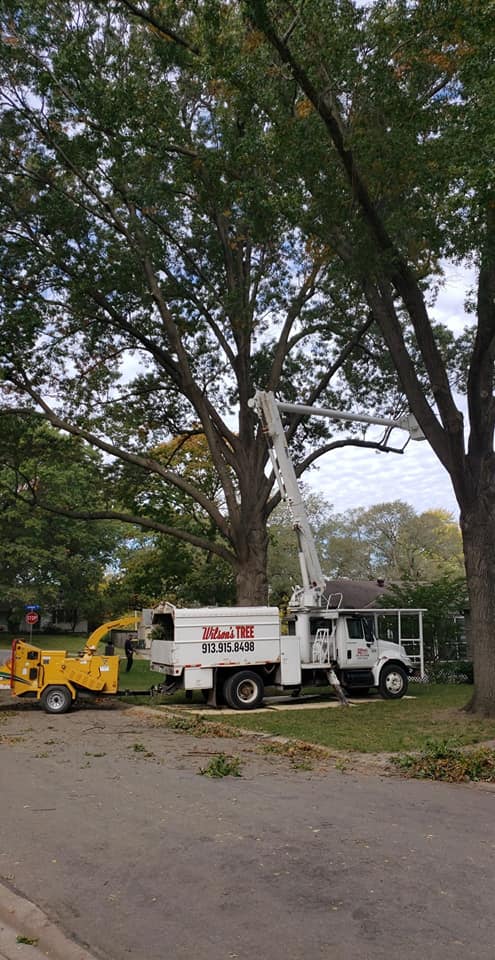 Wilson's tree service | Kansas City KS