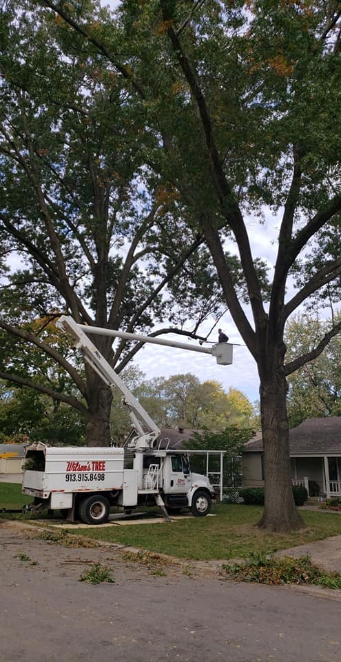 Wilson's tree service | Kansas City KS