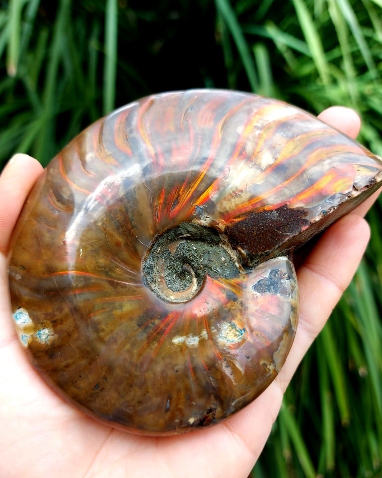 Beautiful rainbow iridescent... - Emu Ridge Gallery