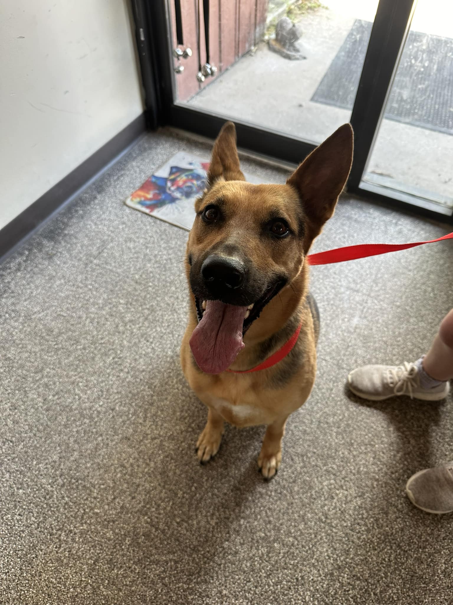 Found puppy near ZX gas station on Providence