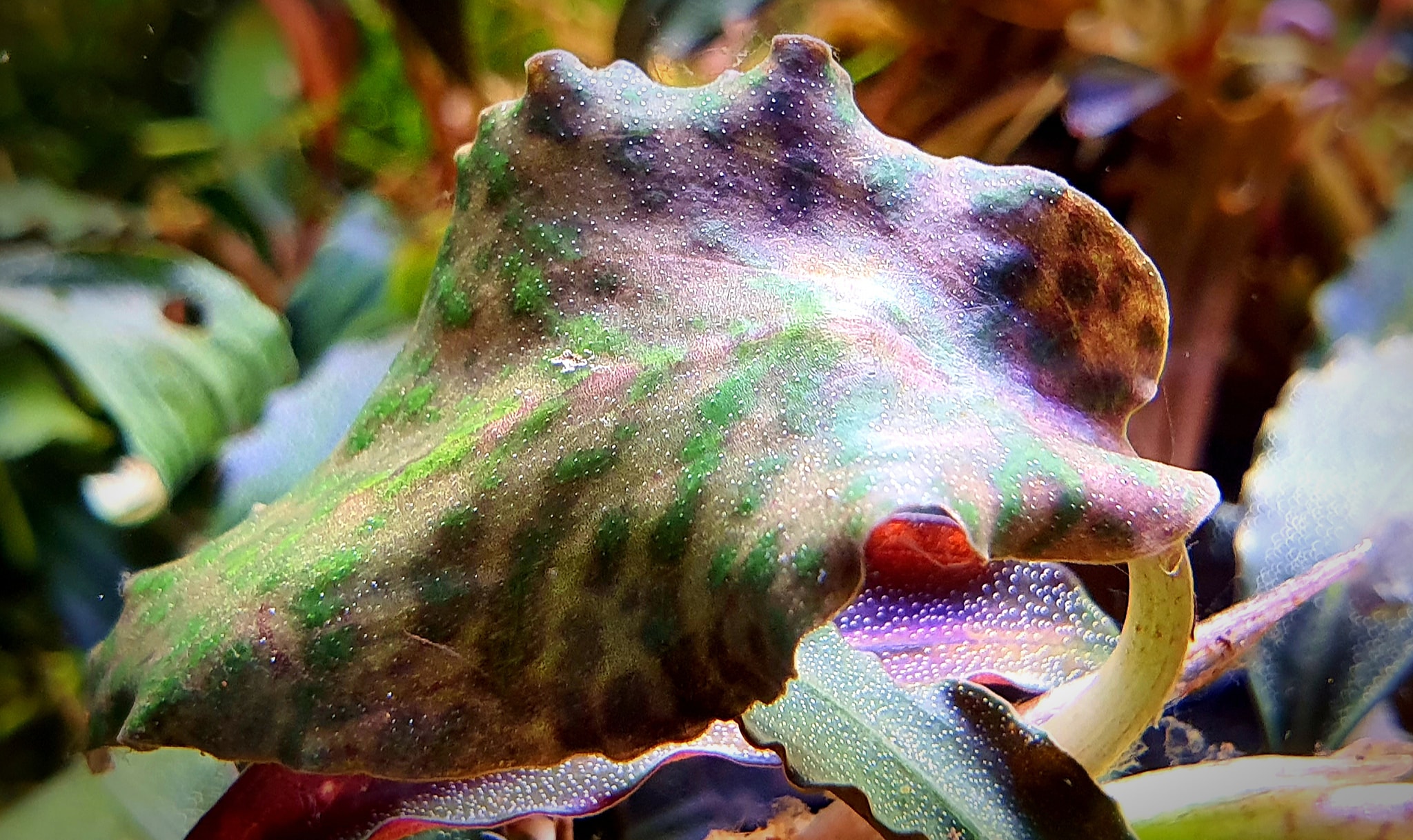 Cryptocoryne Purple Emperor KN By Nakamoto We just can't take