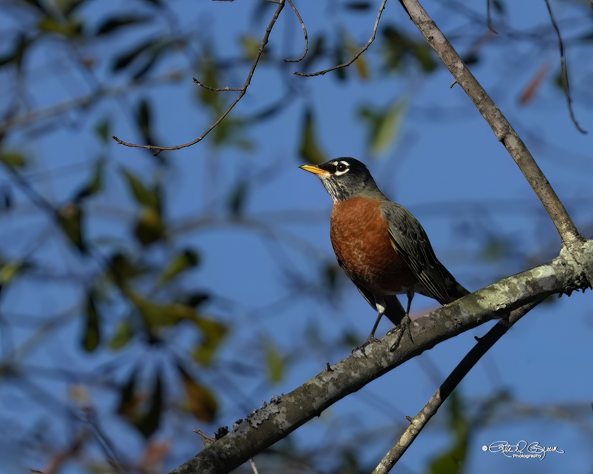 Upstate Bird Forum by Greenville County Bird Club (Greenville, SC ...