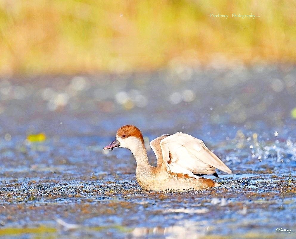 Spending time with migratory birds.A... - Preetimoy Samadder | Facebook