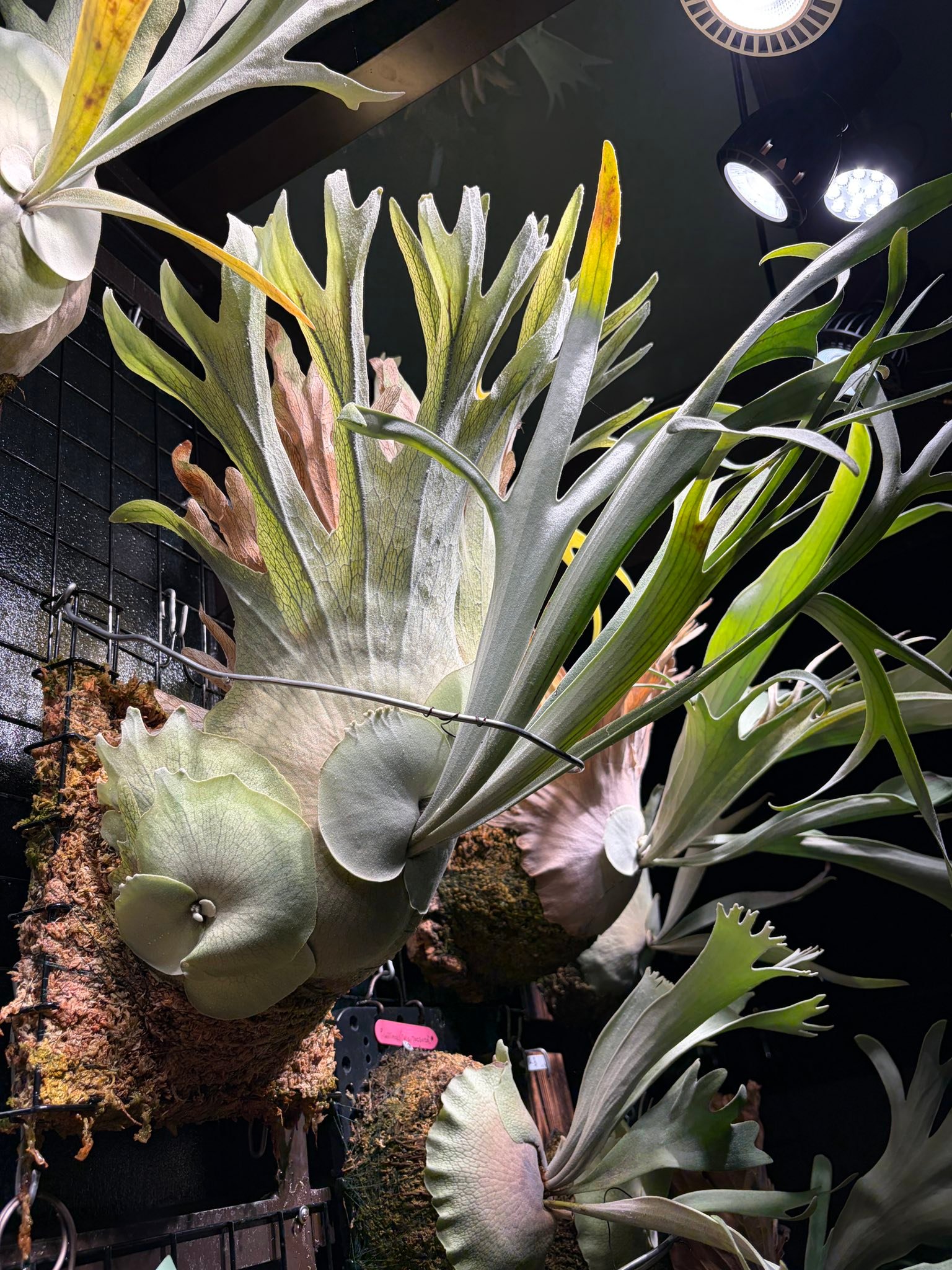 售p. veitchii cv. auburn river, p. willinckii kheer miang series 