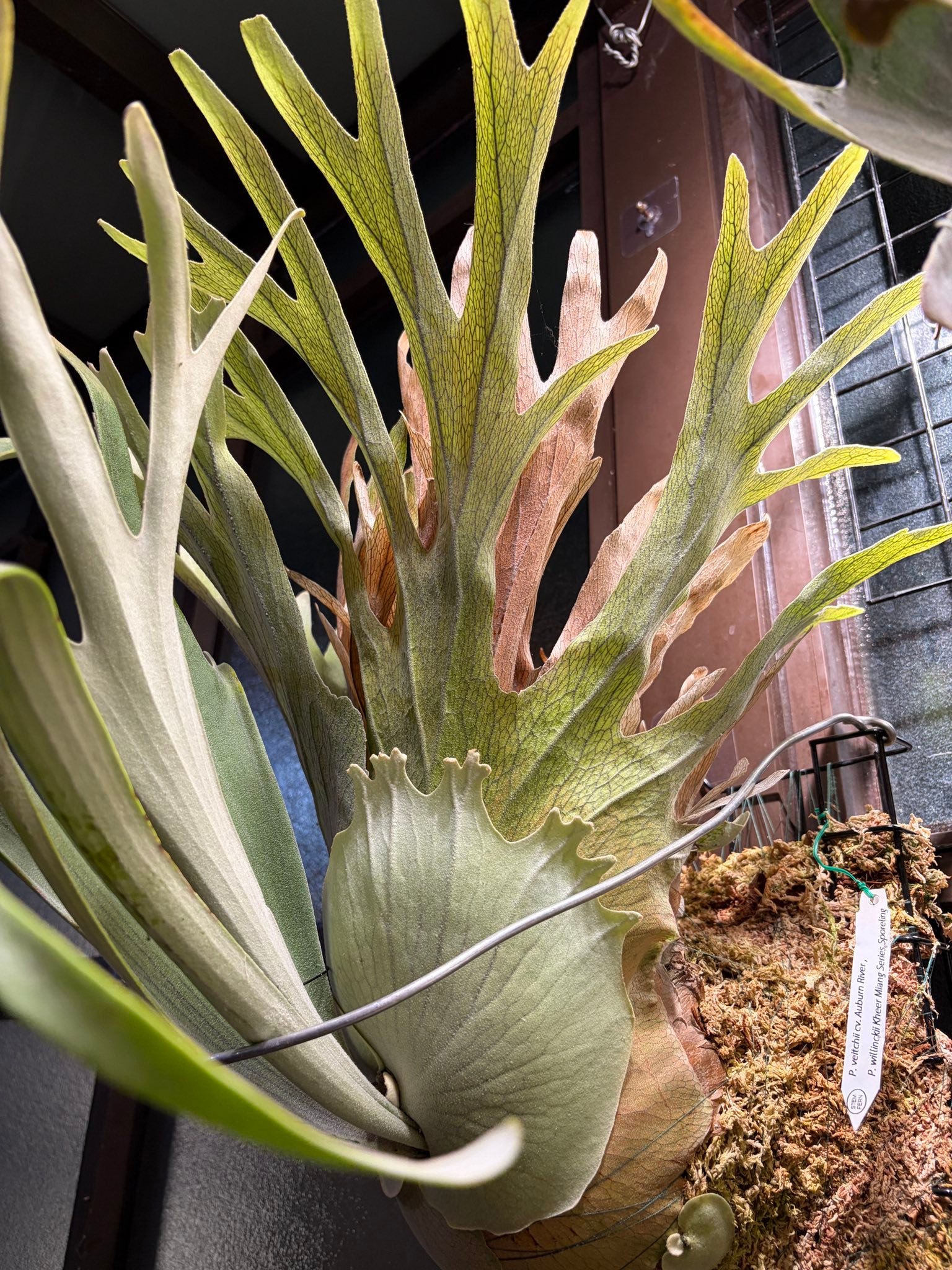 售p. veitchii cv. auburn river, p. willinckii kheer miang series 