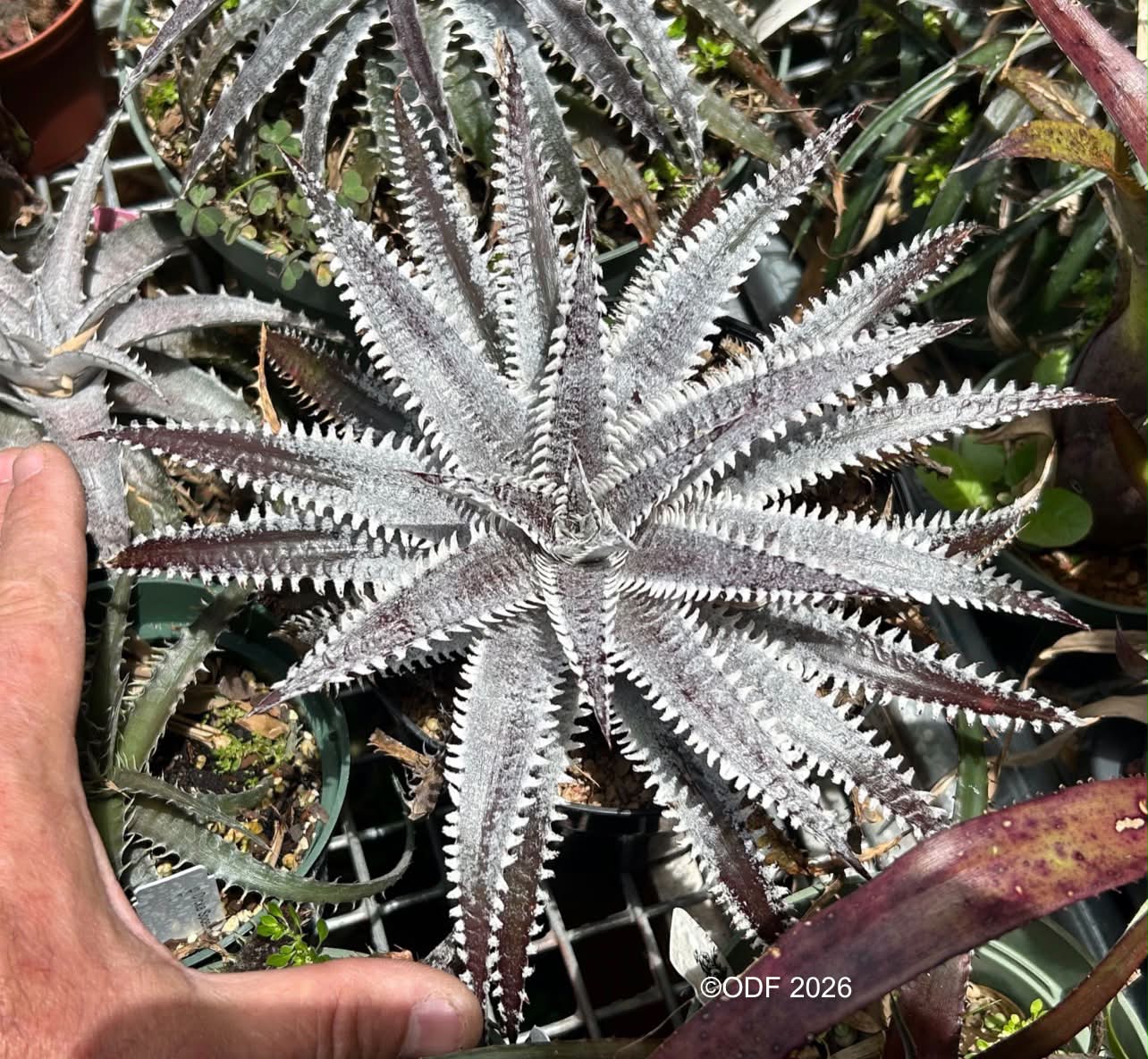 Dyckia Arizona (original clone) x (Toothy x Richard Kaz)