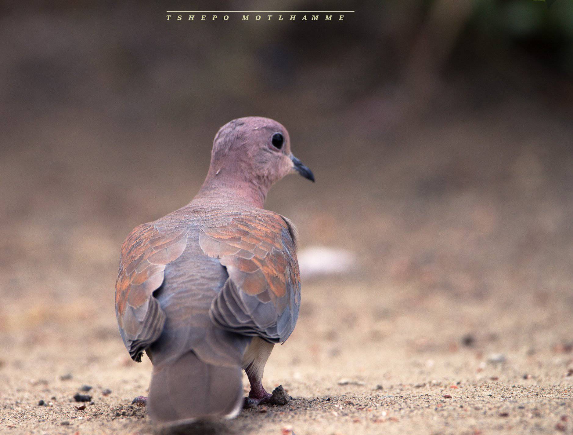 Birdlife Rustenburg | Facebook
