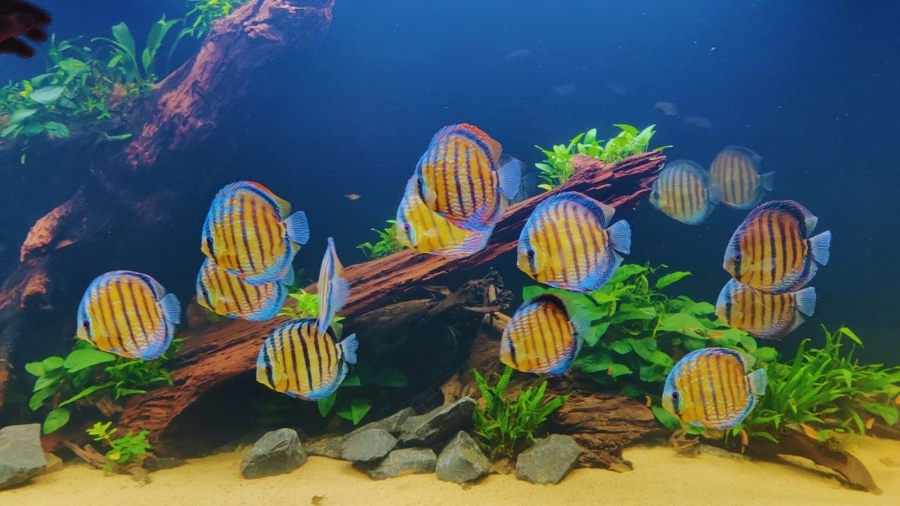 Aquarium Discus - Beautiful Peruvian Wild Green Discus... | Facebook
