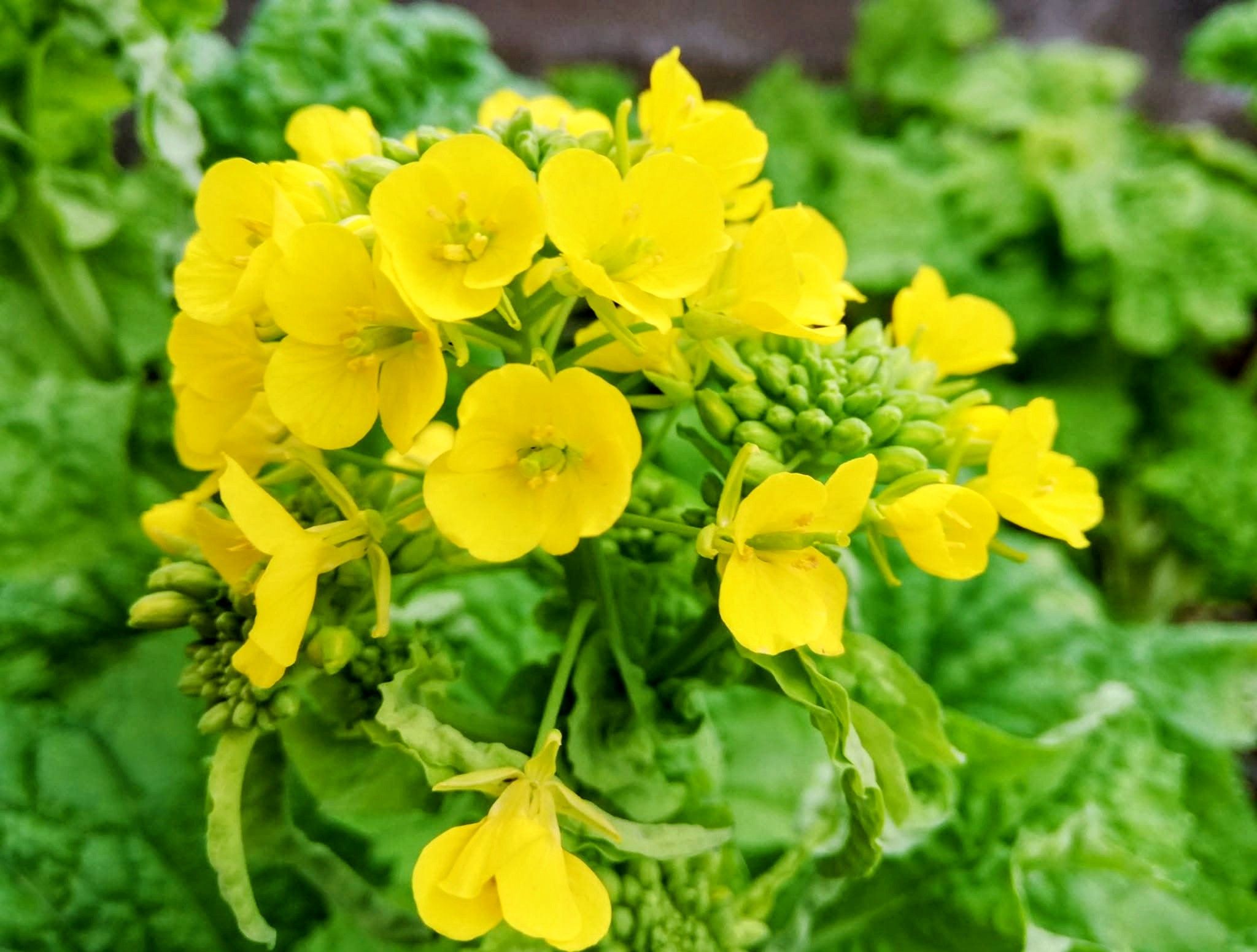 皆さん:お早う御座います🙇‍♂ 菜の花 （なのはな） 別名:花菜（はなな