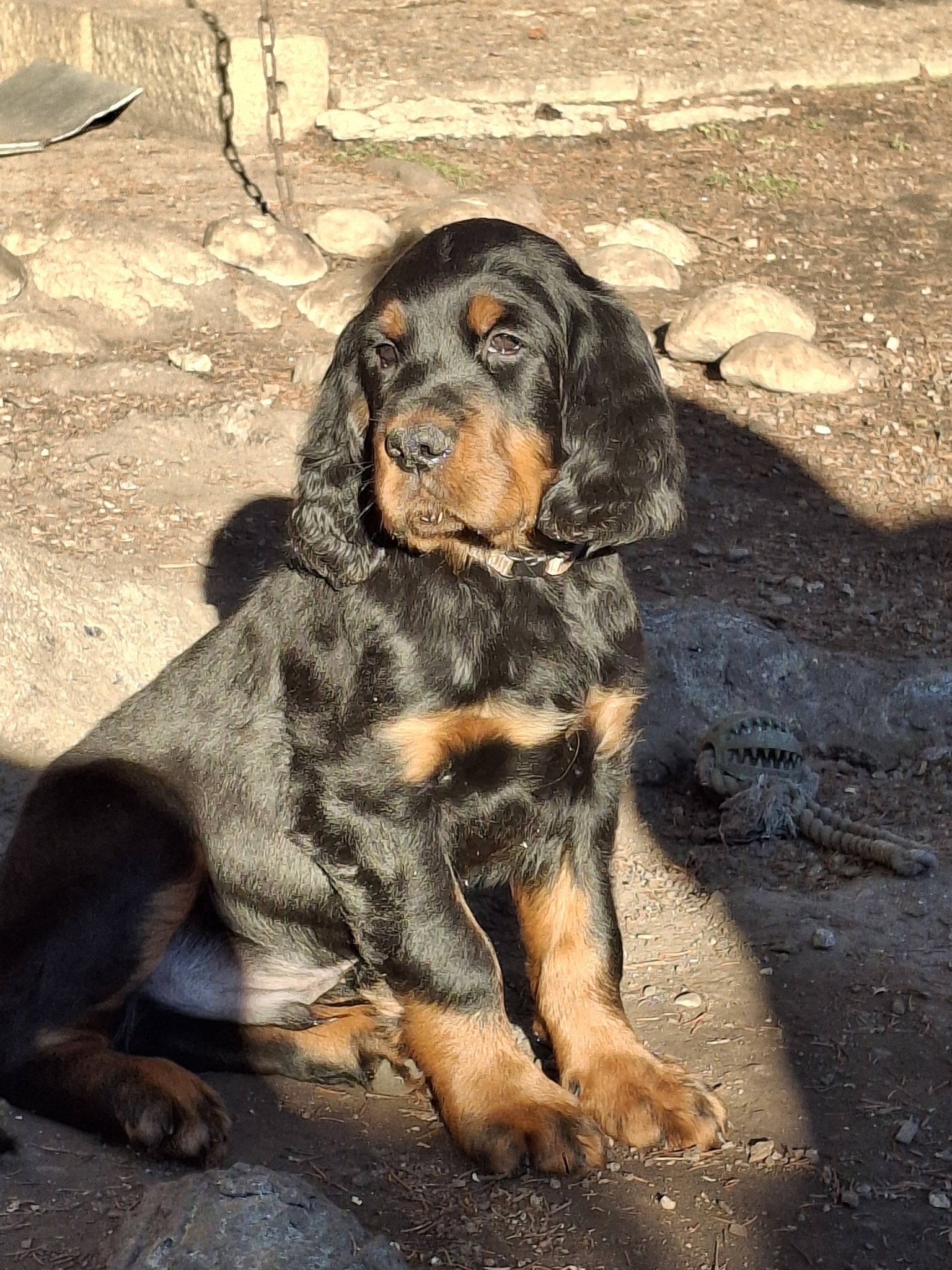 Setter Point... - Setter Point - Österreichischer Setter Club