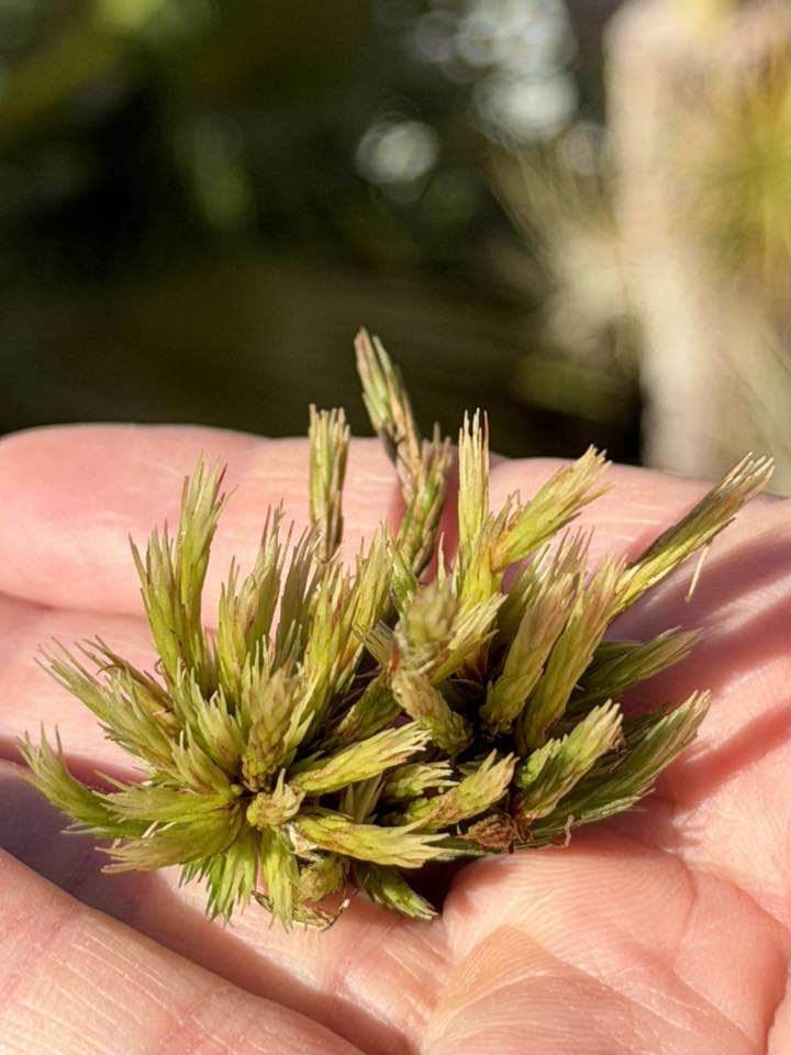 Tillandsia pedicellata, a miniature Bolivian bromeliad