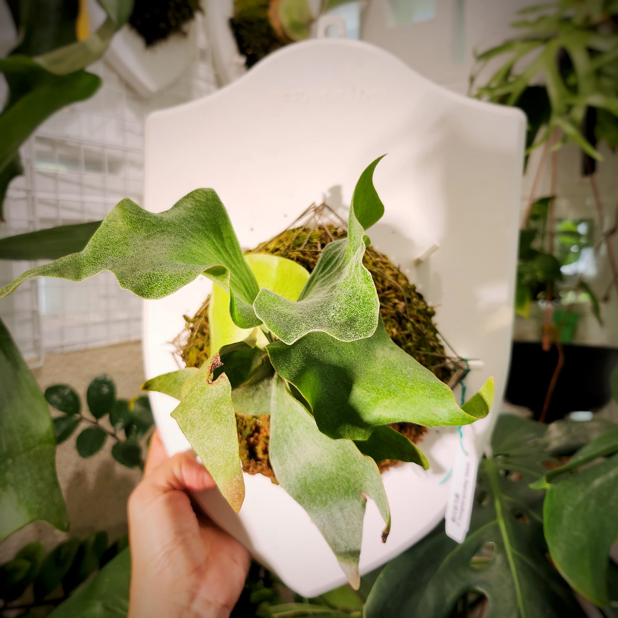 kin-norn spore thick leaf#2 pup kin norn thick leaf#2 ビカクシダ