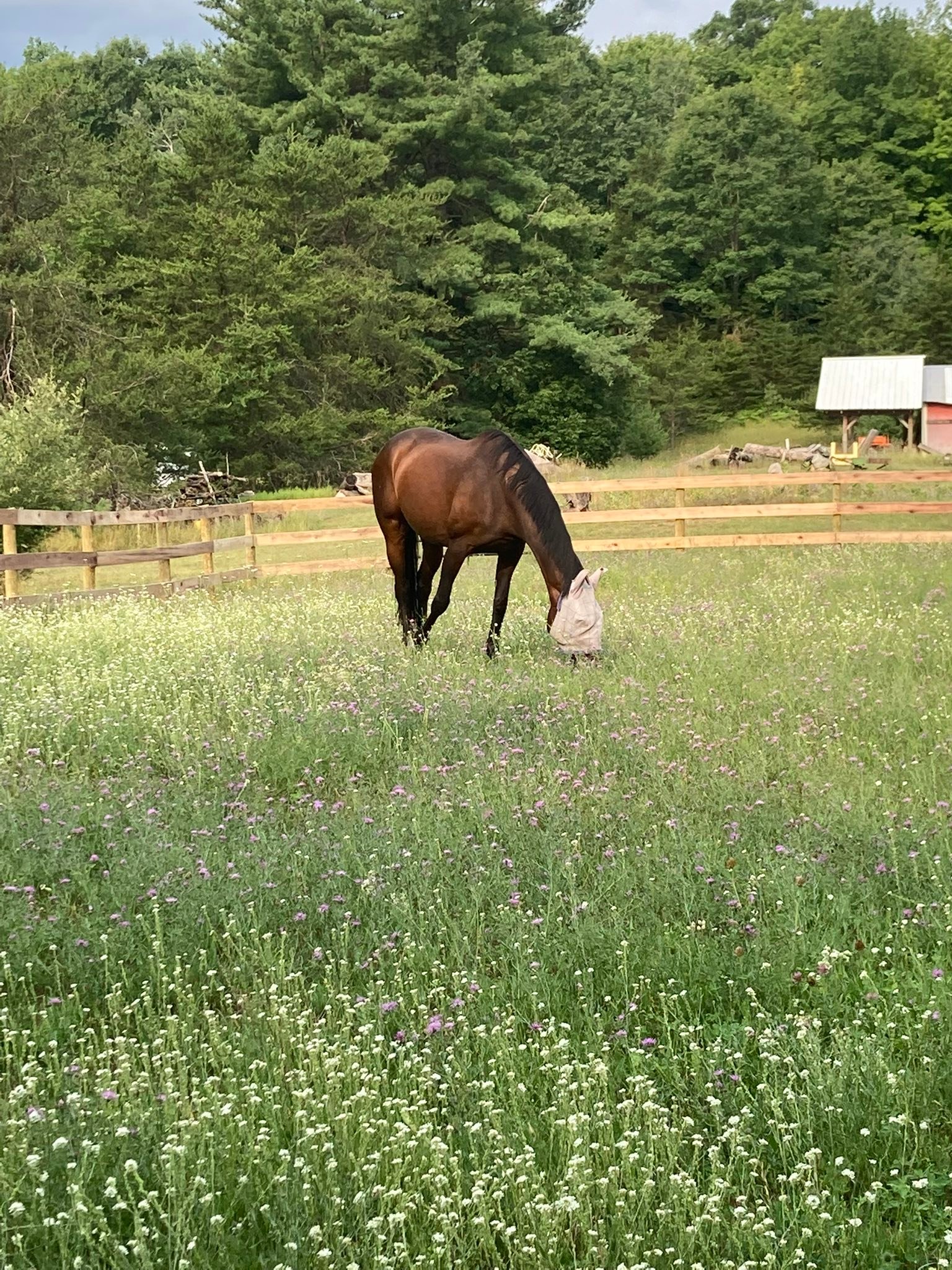 Traverse City Horse Shows/GLEF classifieds | RV spots savailable for ...