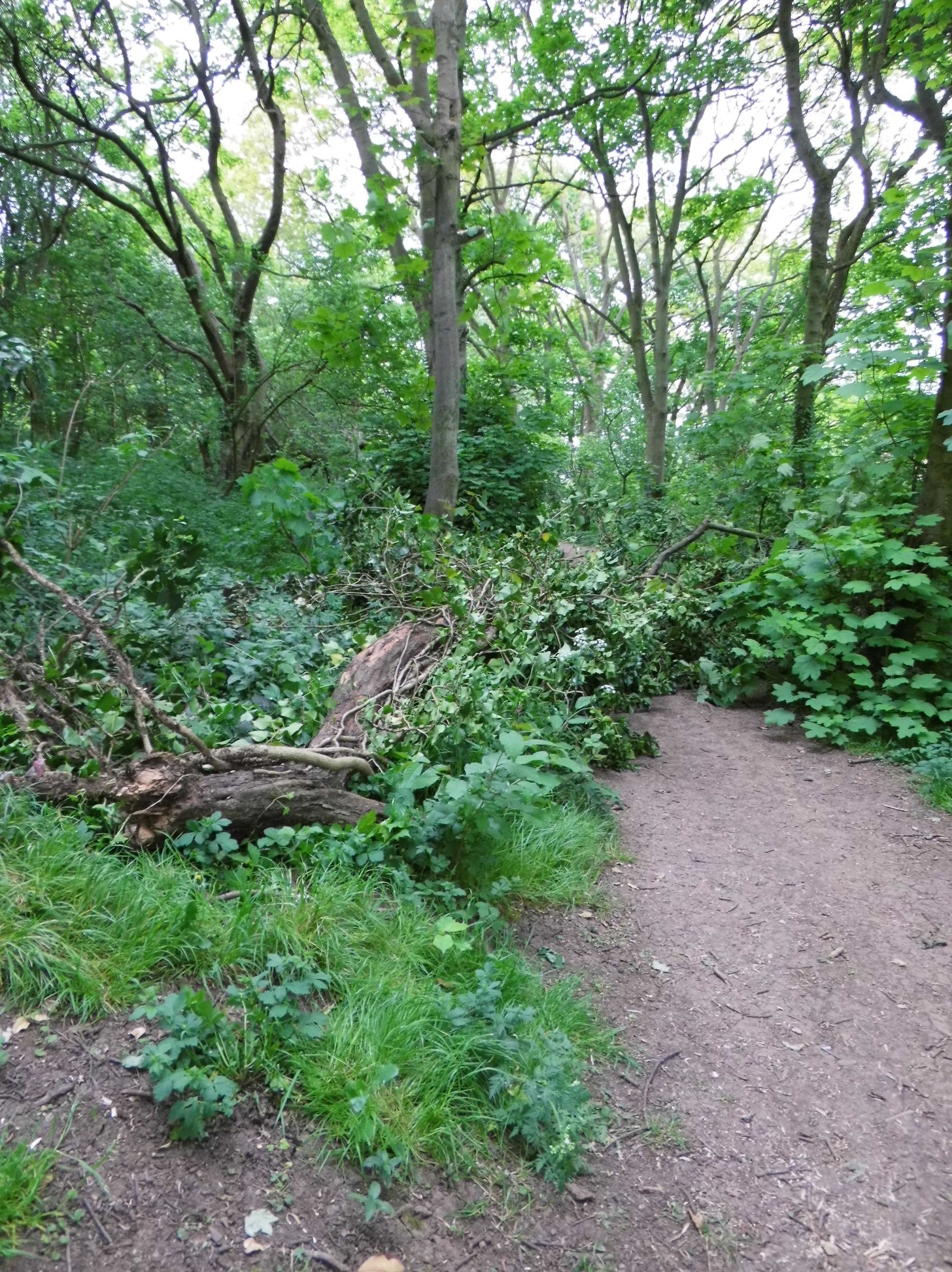 Colwick Woods Conservation Group | Nottingham