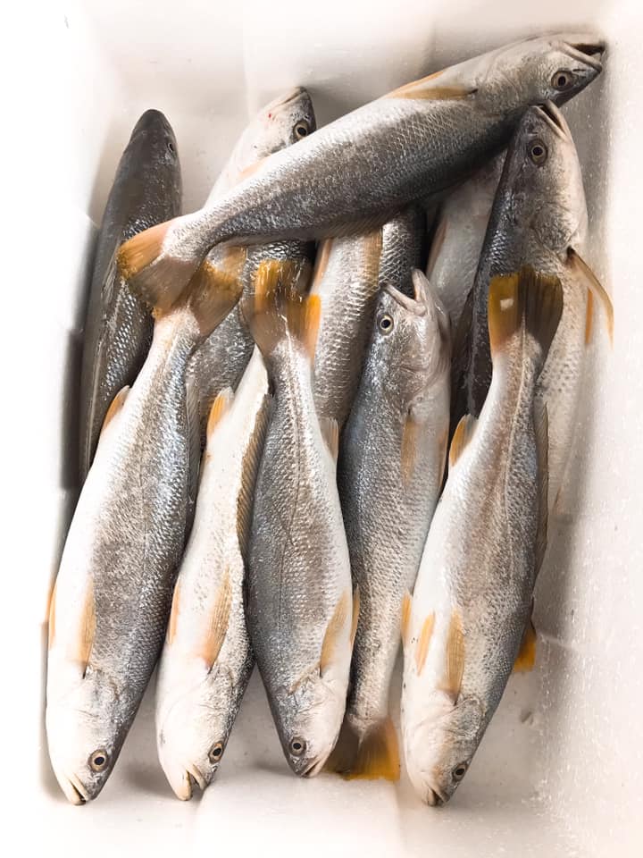 一簍魚 白三牙 Facebook