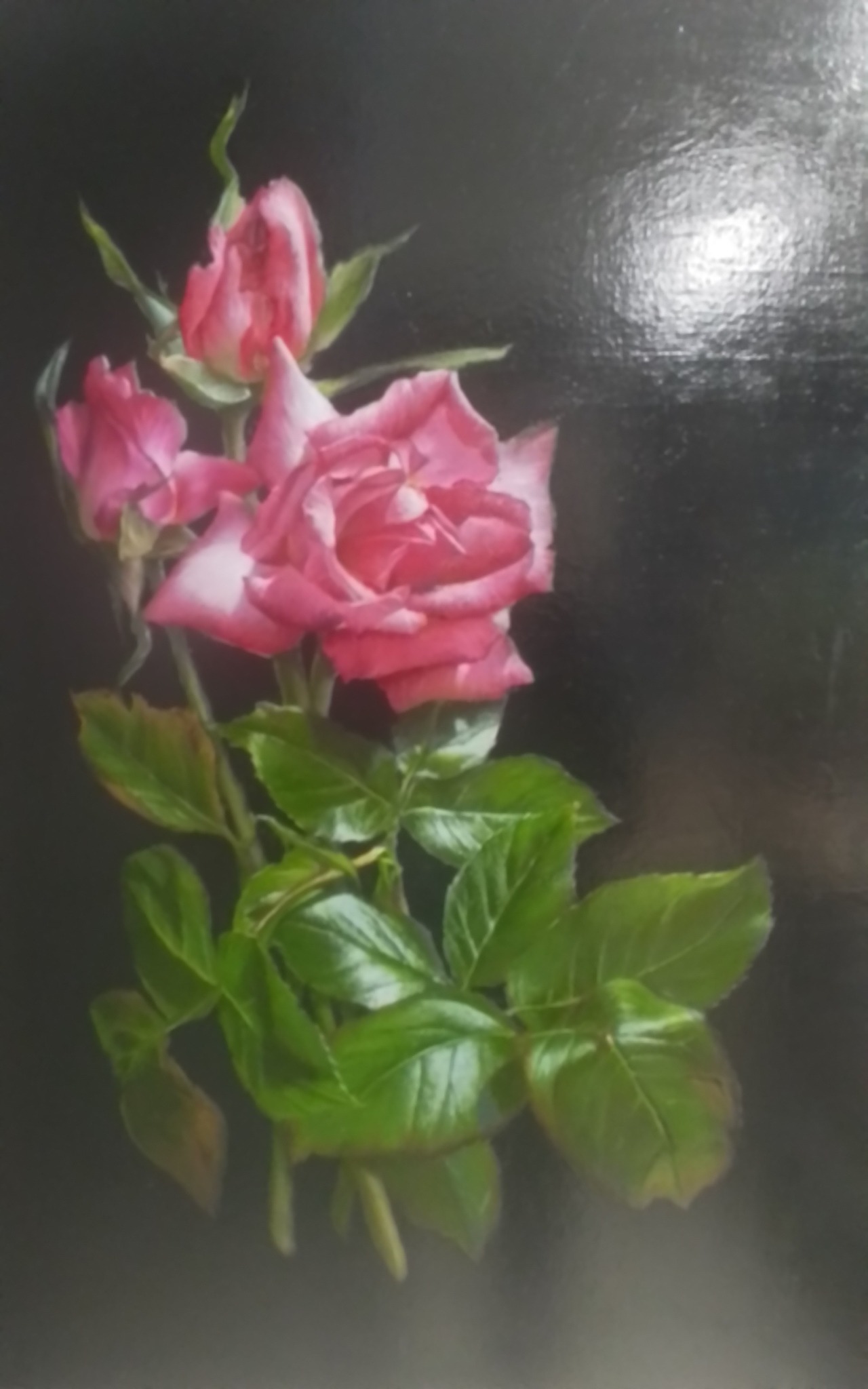 My roses again. How I love them. They lift my spirits, give warmth