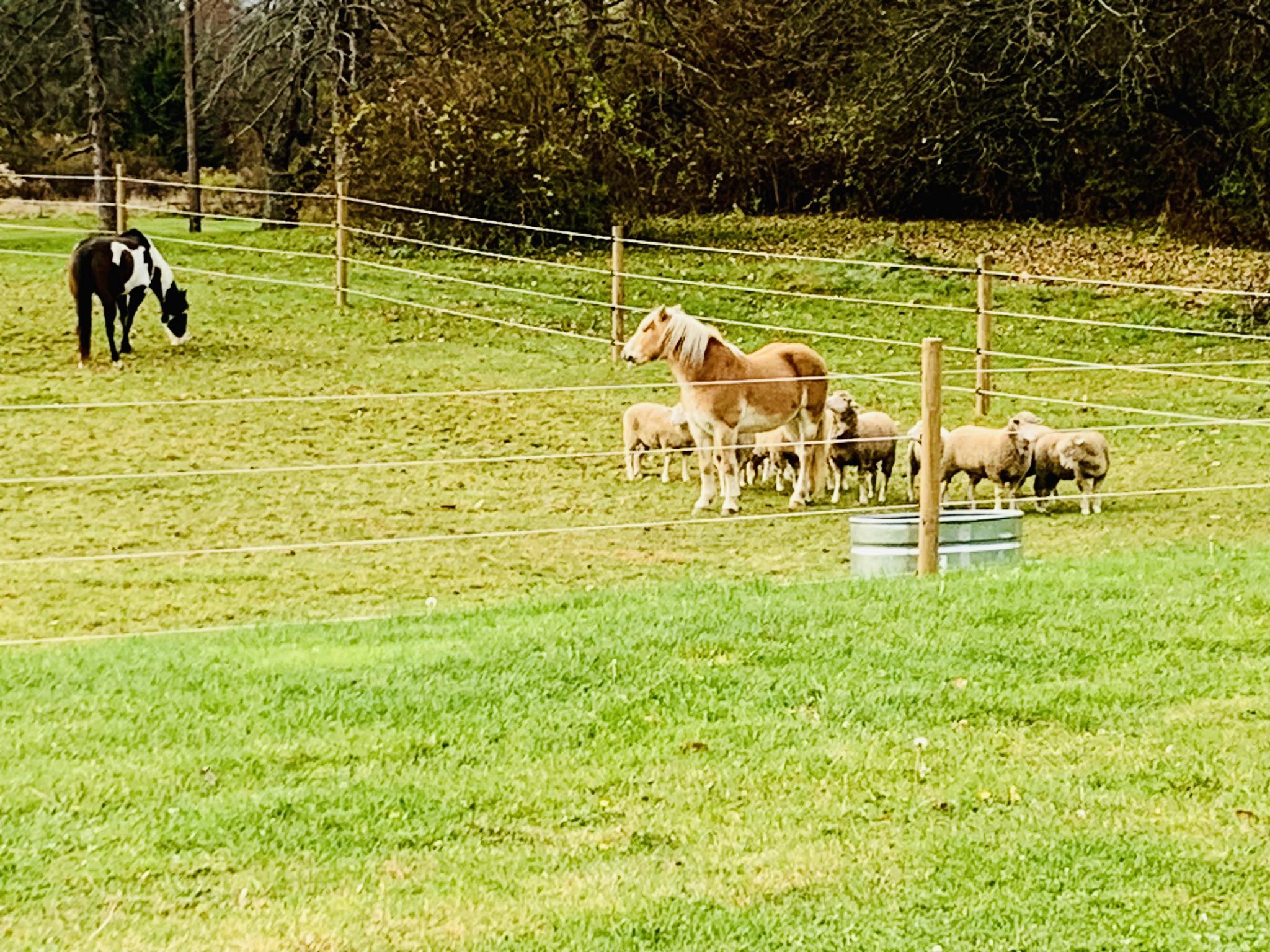 KORANA Ranch & Farm | Chesterland OH