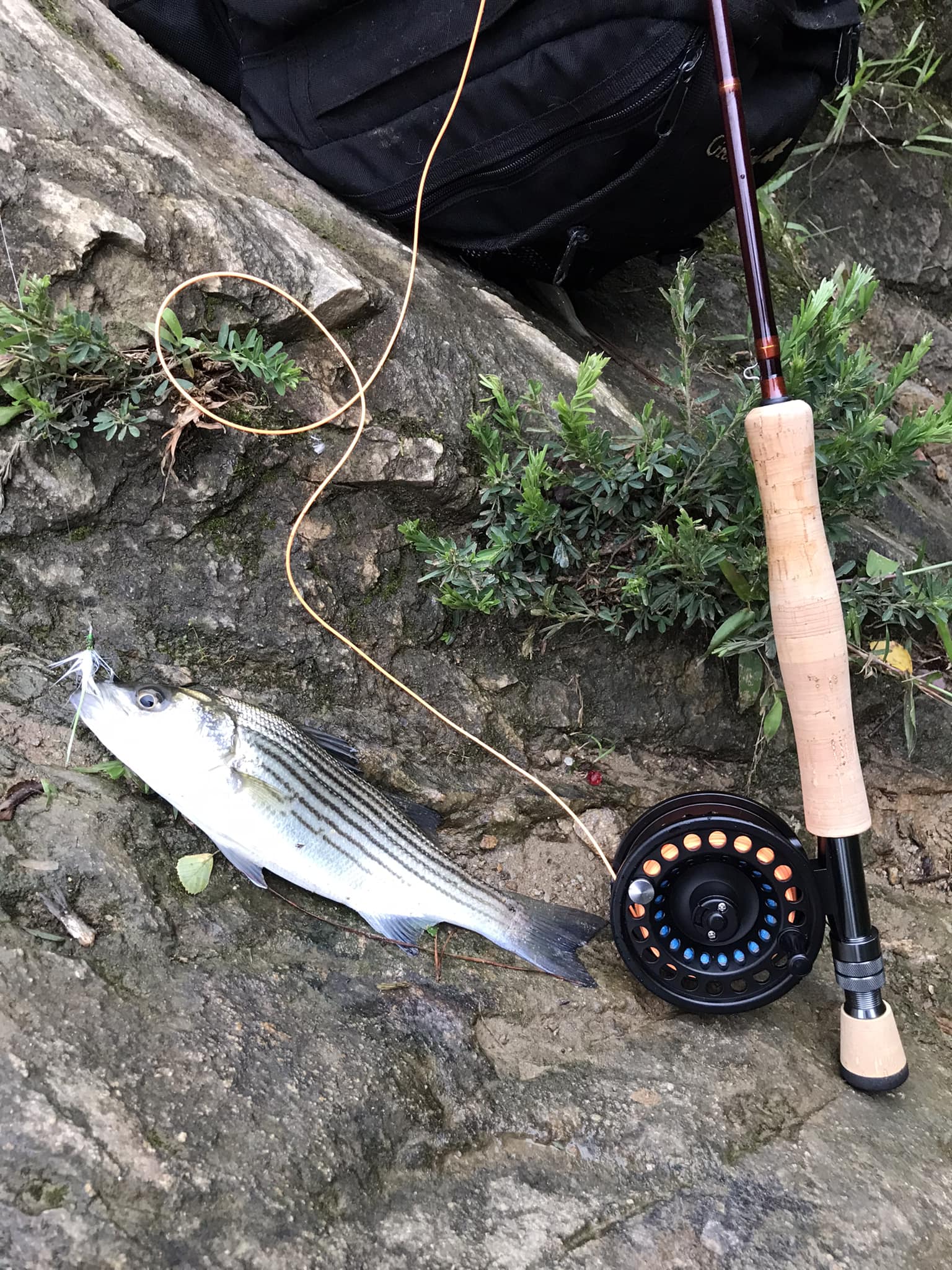 best rapala lure for brown trout CountDown / 11 RAILBLAZA Rod Holder R Oferta Color:Brown Shad rigged with size 6