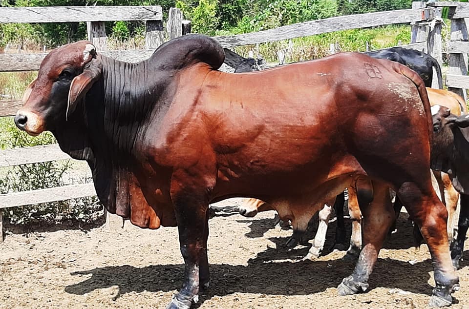 Venta de toros y toretes raza brahaman... - Emirat Ganaderia
