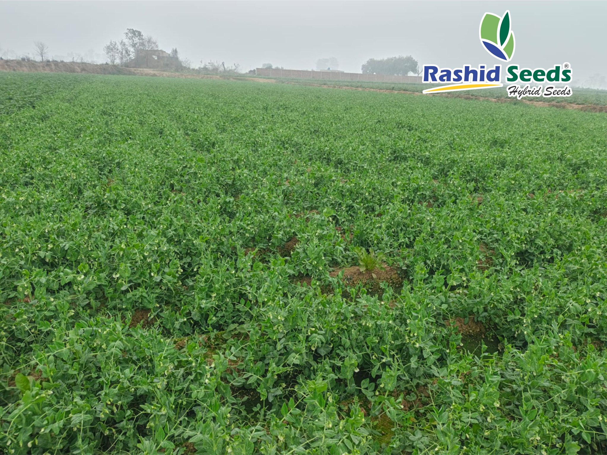 Rashid Seeds