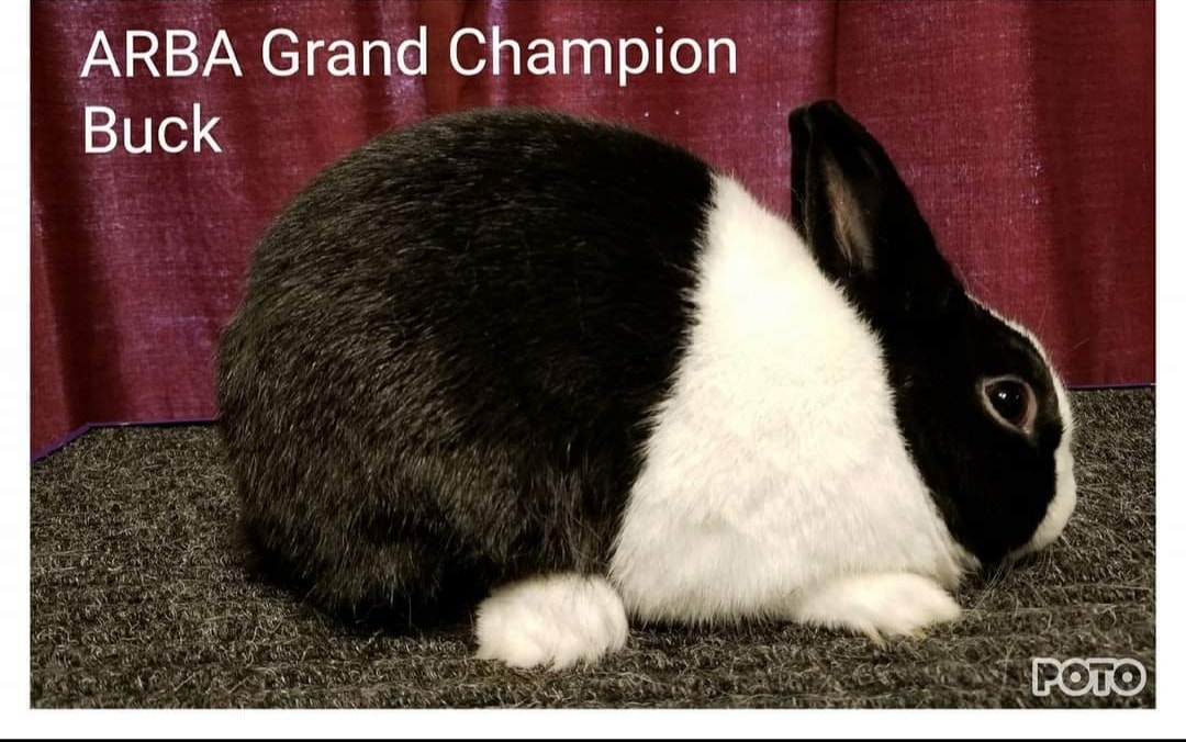 JBL Rabbitry, an ARBA registered breeder | Bakersfield CA