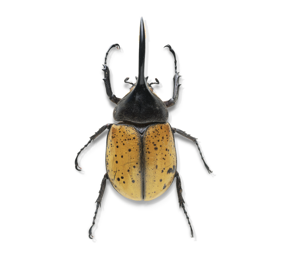 Western - Introducing: the Hercules beetle. 💪 Appropriately named, this ...