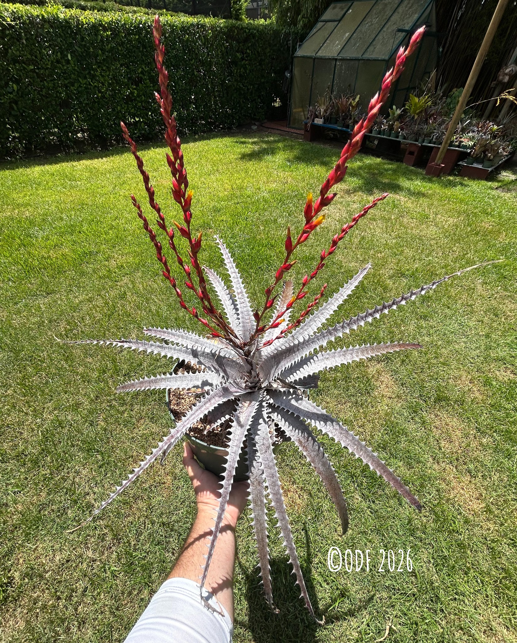 Dyckia Arizona (original clone) x (Toothy x Richard Kaz)