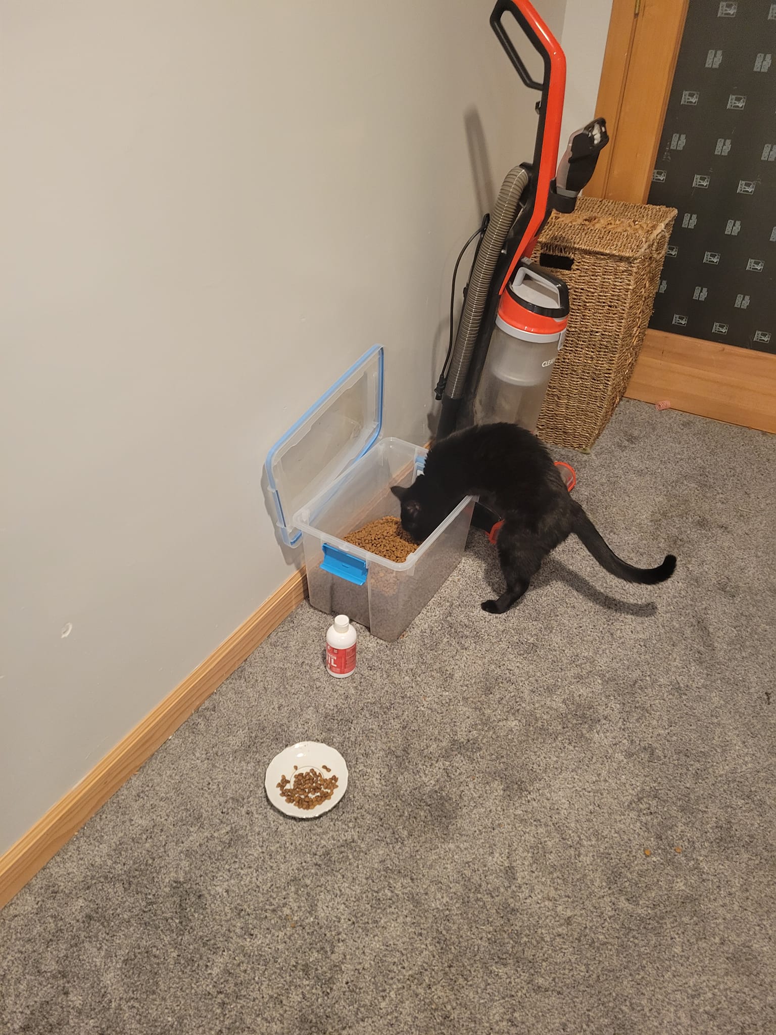 Cat refusing to eat after vet visit and solensia injection