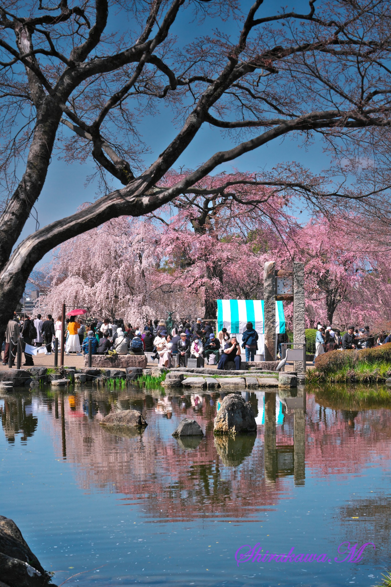 円山 公園 桜 屋台