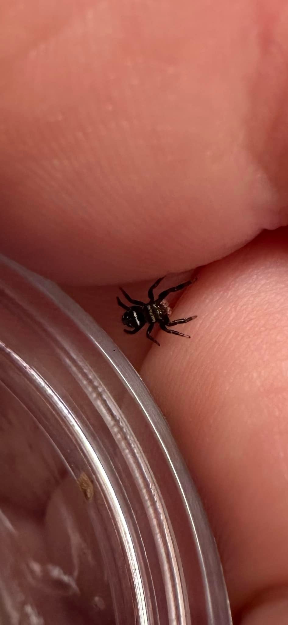 Can i leave my i3 jumping spider with fruit flies for 4 nights?