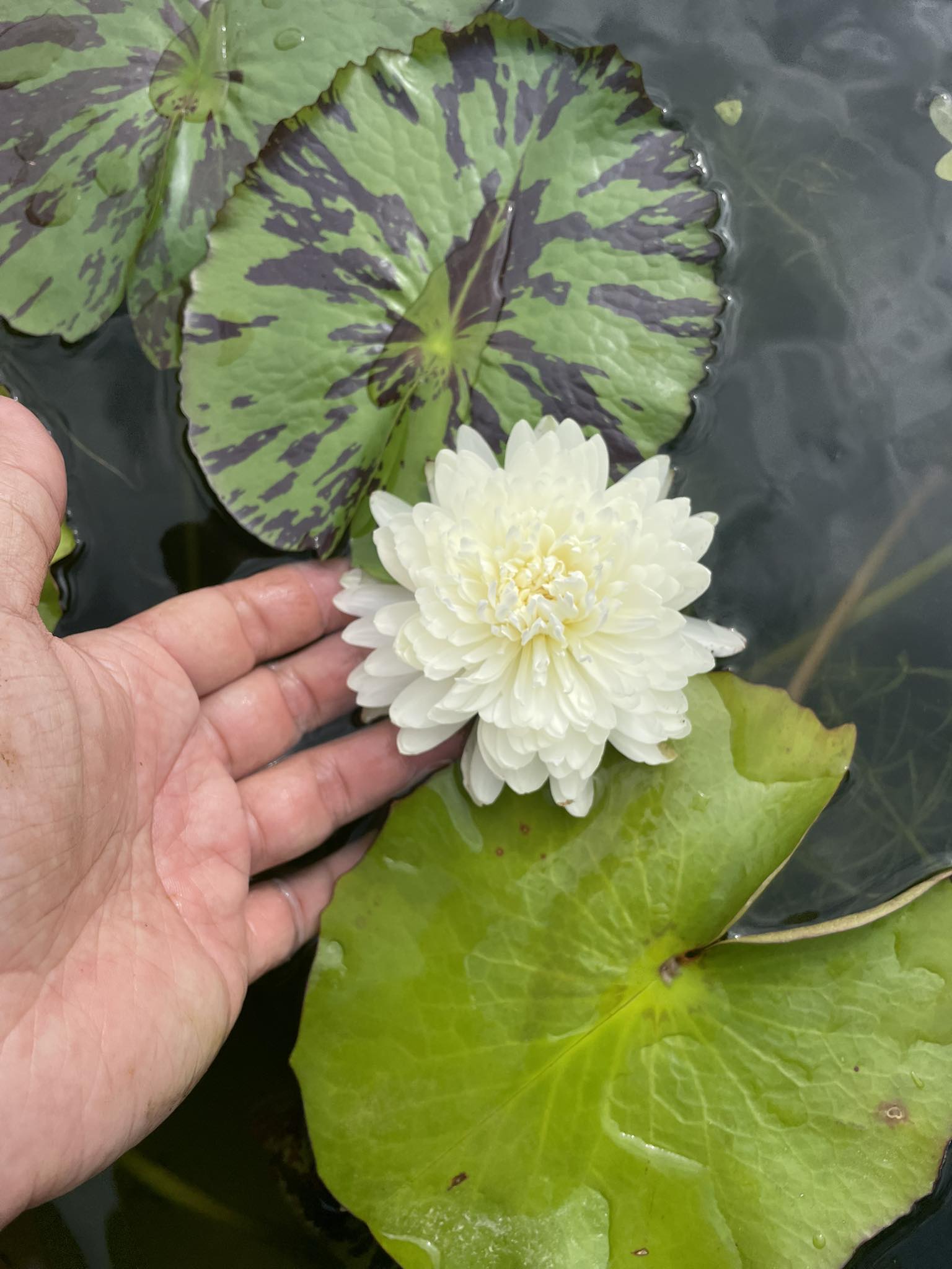 热带睡莲Chiffon 种在60cm盆，前3朵花无法自然打开。种在1.5米的水池里