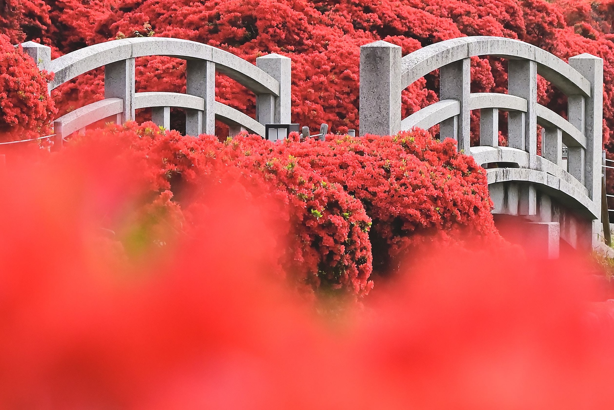 2026年4月17日 長岡天満宮 キリシマツツジが見頃になりました。 傷みの