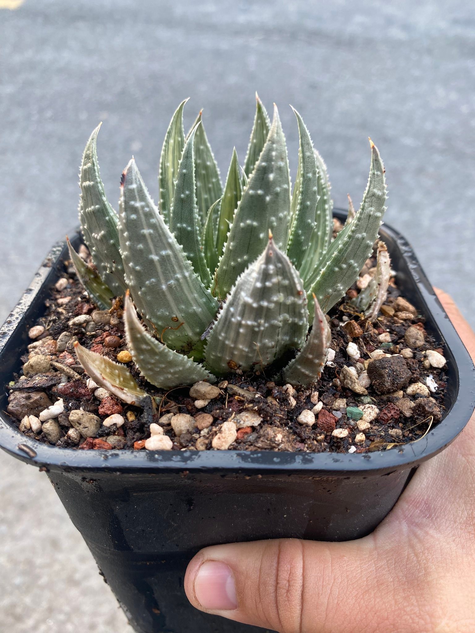 Hội Cây Cảnh Ưa Nắng Hạn - Viet Nam Caudex Plants | Xin lên 1e Móng ...