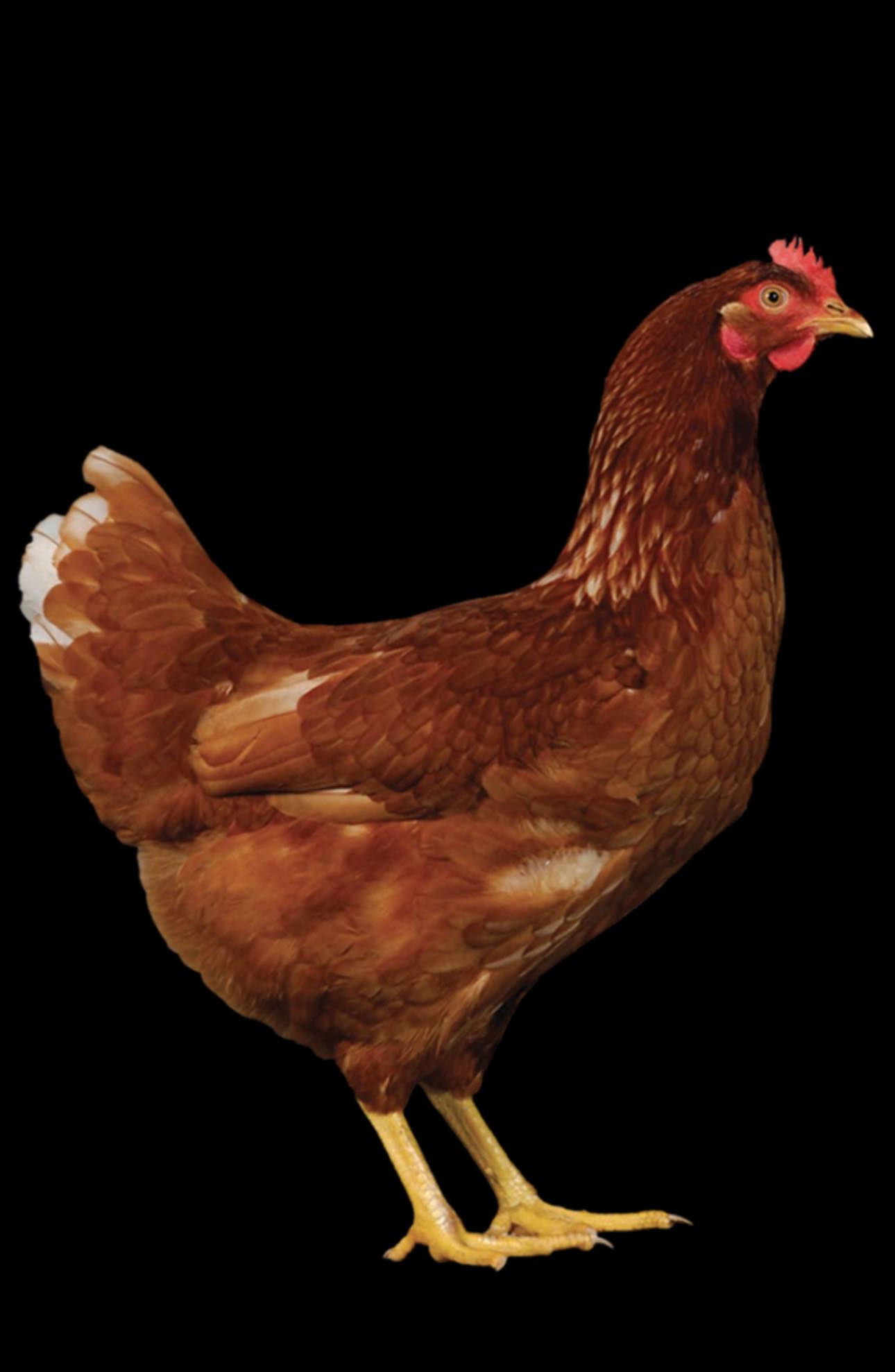 Yarrow Community Happenings | Novogen Brown Point of Lay Pullets 17 ...