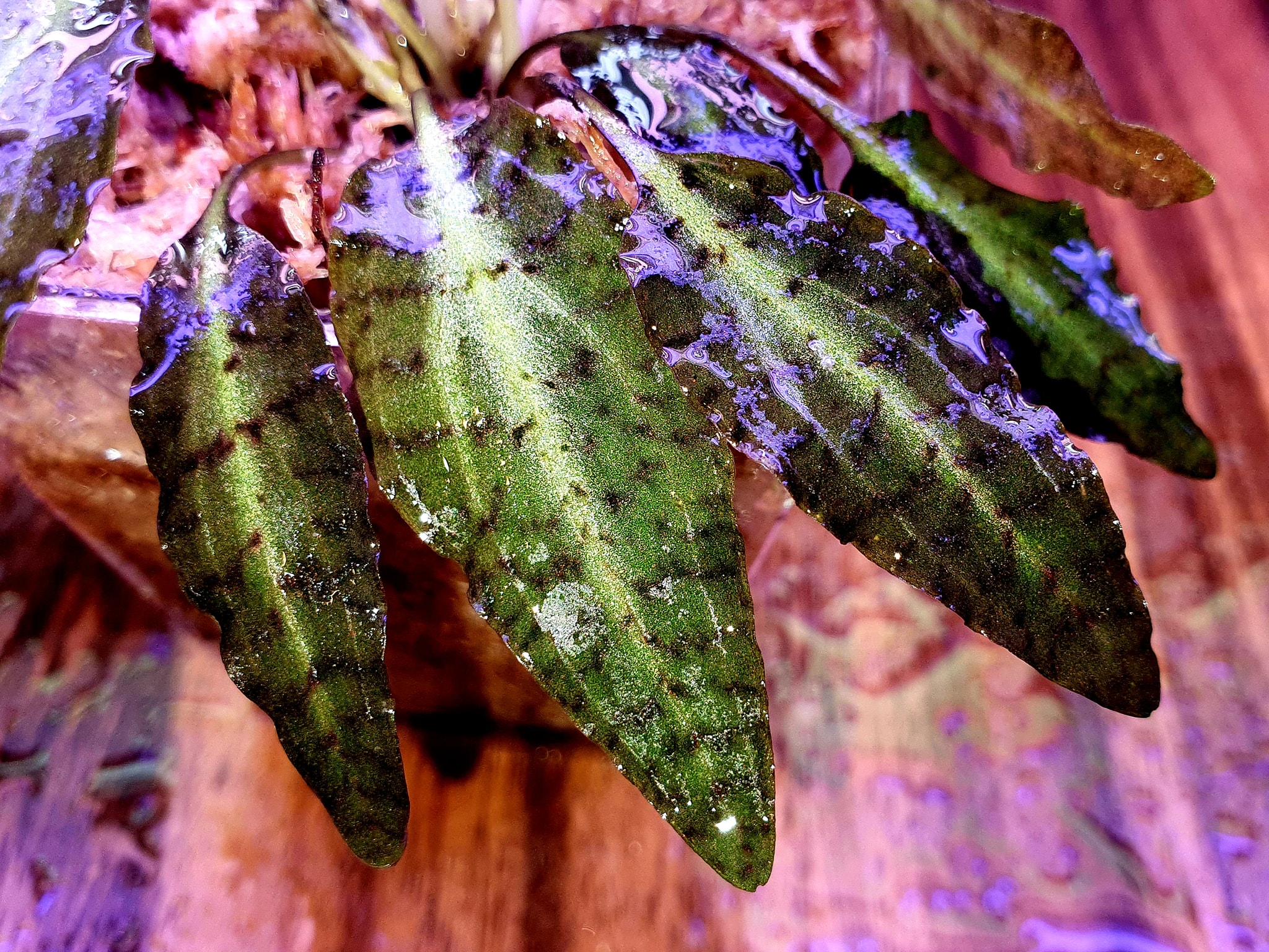 クリプトコリネ Purple Emperor【KN】 クリプトコリネ Purple Emperor【KN】 クリプトコリネ Purple Emperor