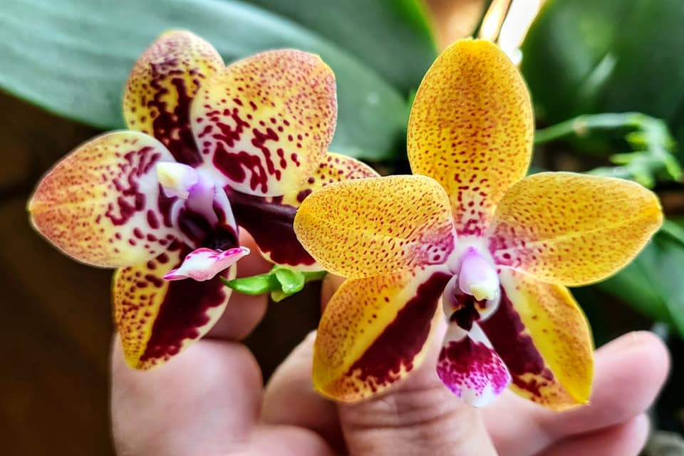 Phalaenopsis Zheng Min Anaconda