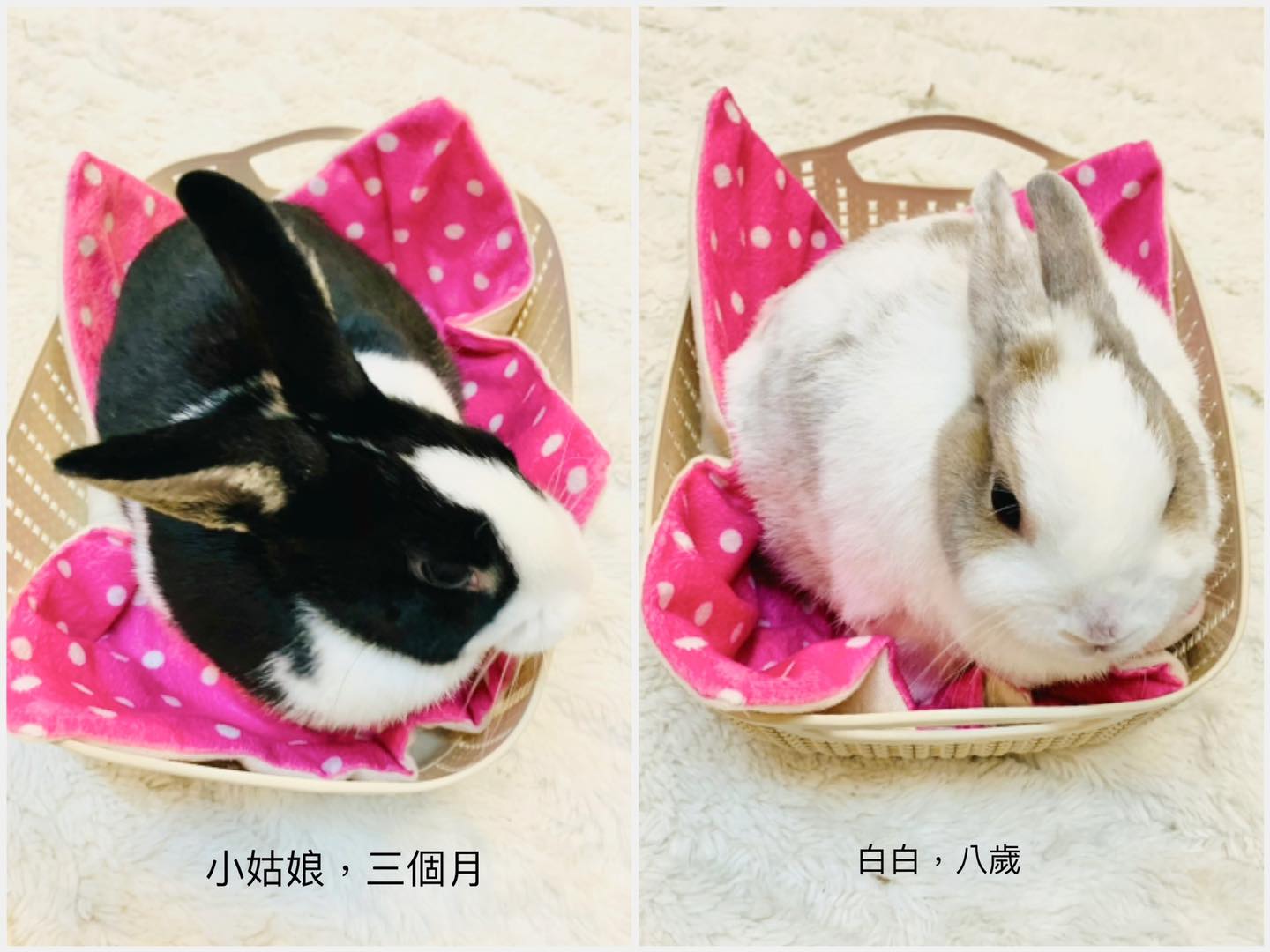 兔兔洋裝 - 「擔任協會居家保姆 第四天」 來自協會的小姑娘 3個月=8歲的白白 到底誰才是幼兔啦！！擦駕追！
