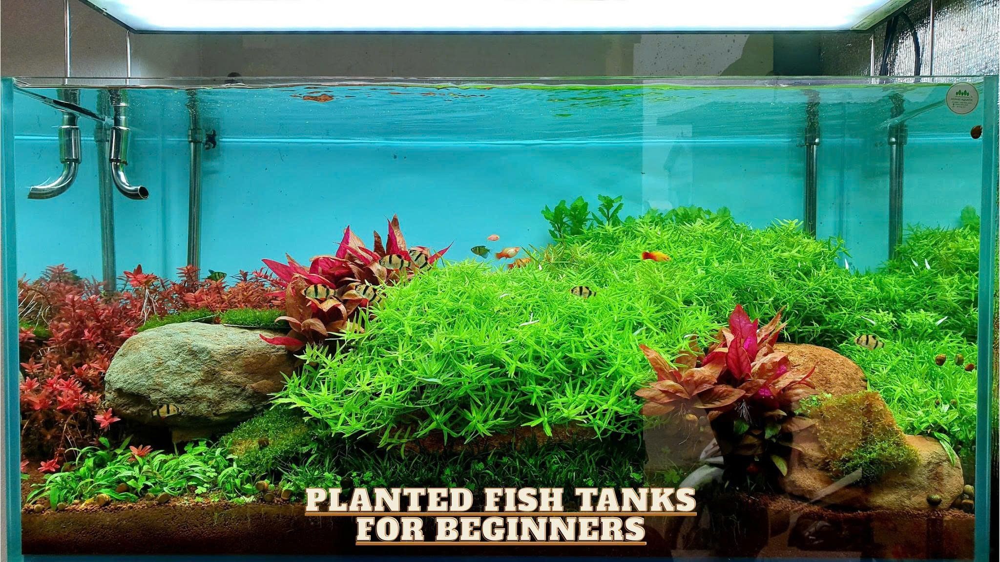 Can i use Chihiros wrgb II 60 10th edition on 80cm tank or its