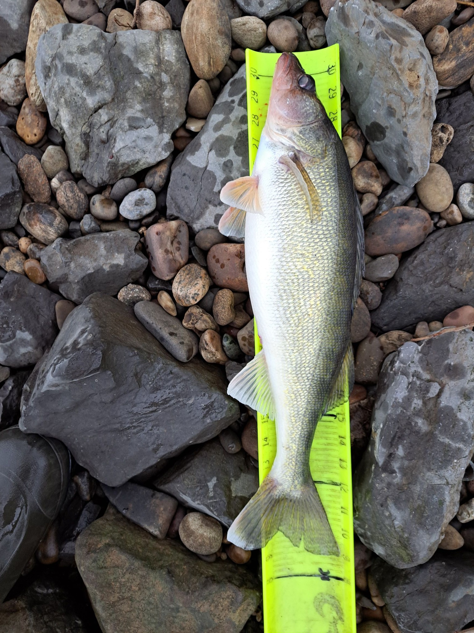 Have to work for them but they are still there. About 24 inches | Facebook