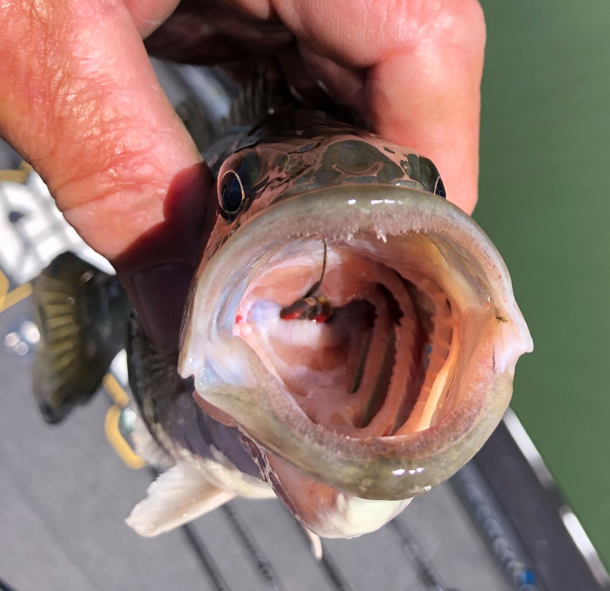 Largemouth Bass Eating Crawfish