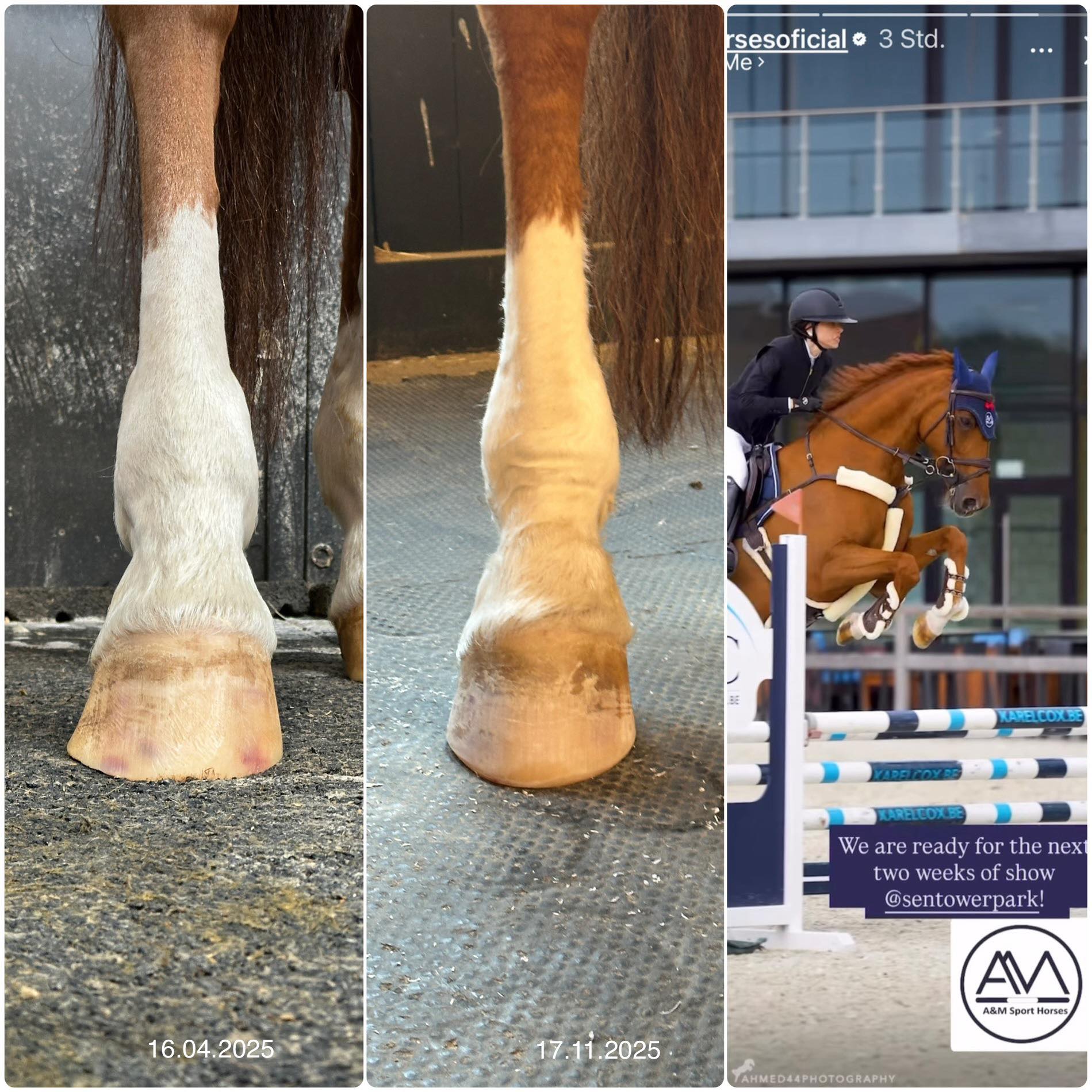 Daniel - Although we all know that, with better or worse hooves, many ...