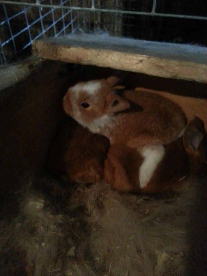 Walnut Creek Rabbitry